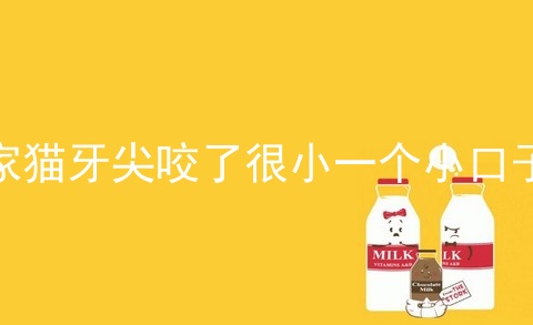 家猫牙尖咬了很小一个小口子