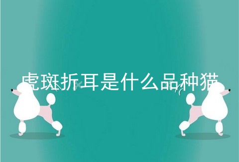 虎斑折耳是什么品种猫