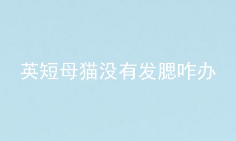 英短母猫没有发腮咋办