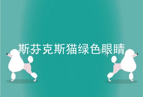斯芬克斯猫绿色眼睛