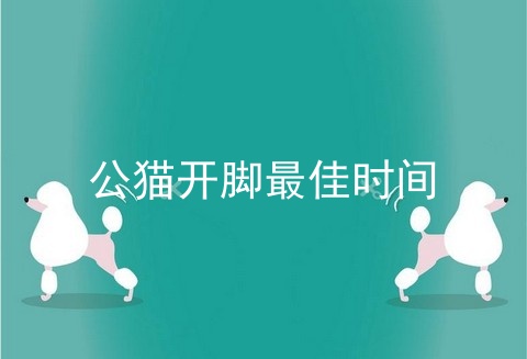公猫开脚最佳时间