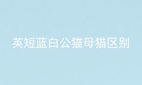 英短蓝白公猫母猫区别