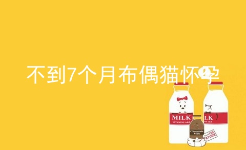 不到7个月布偶猫怀孕