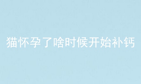 猫怀孕了啥时候开始补钙