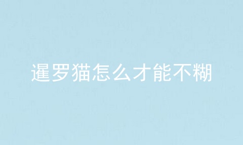 暹罗猫怎么才能不糊