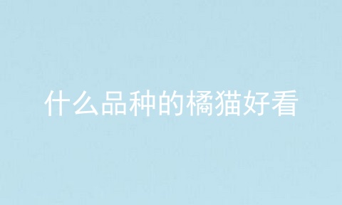 什么品种的橘猫好看