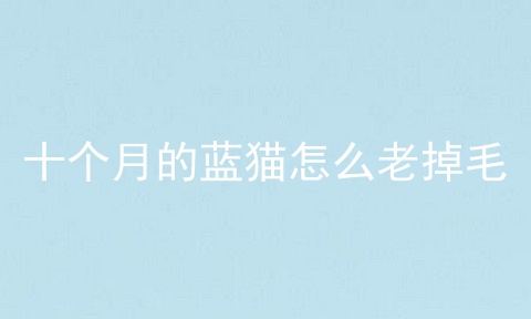 十个月的蓝猫怎么老掉毛