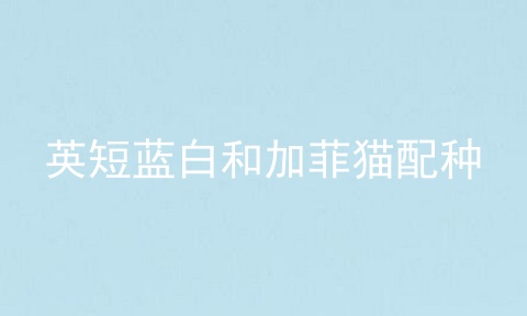 英短蓝白和加菲猫配种