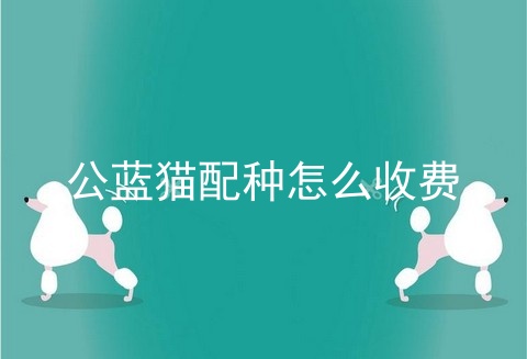 公蓝猫配种怎么收费