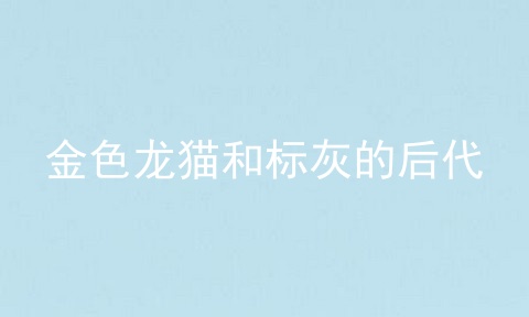 金色龙猫和标灰的后代