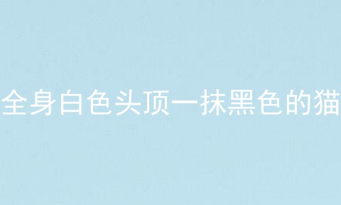全身白色头顶一抹黑色的猫