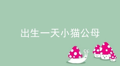 出生一天小猫公母