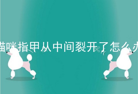 猫咪指甲从中间裂开了怎么办