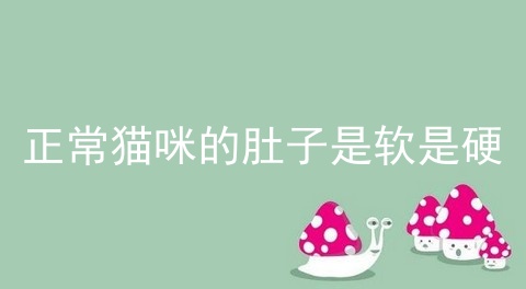 正常猫咪的肚子是软是硬