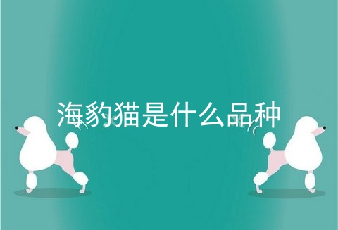 海豹猫是什么品种