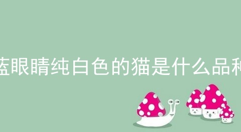 蓝眼睛纯白色的猫是什么品种