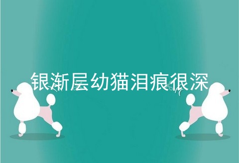 银渐层幼猫泪痕很深