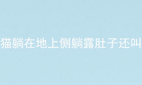 猫躺在地上侧躺露肚子还叫