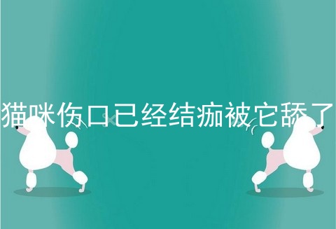 猫咪伤口已经结痂被它舔了
