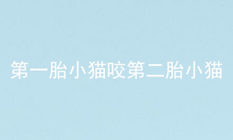 第一胎小猫咬第二胎小猫
