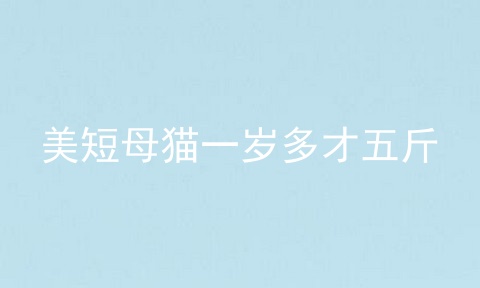 美短母猫一岁多才五斤