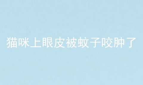 猫咪上眼皮被蚊子咬肿了