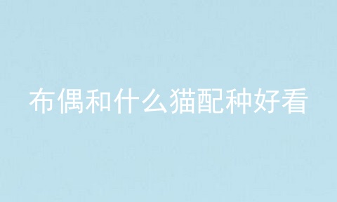 布偶和什么猫配种好看