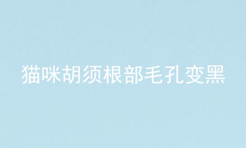猫咪胡须根部毛孔变黑