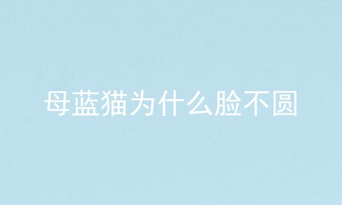 母蓝猫为什么脸不圆