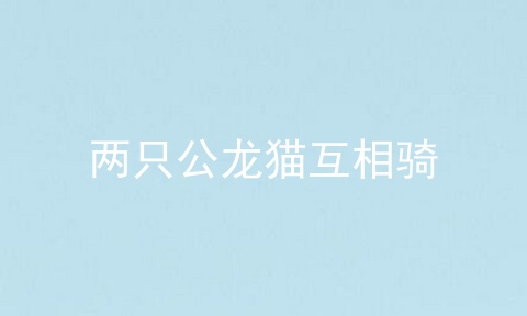 两只公龙猫互相骑