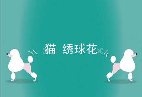 猫 绣球花