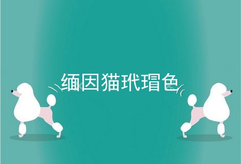 缅因猫玳瑁色