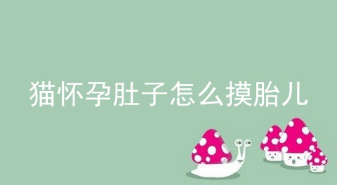 猫怀孕肚子怎么摸胎儿