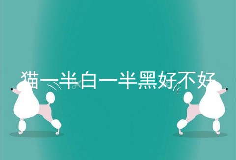 猫一半白一半黑好不好