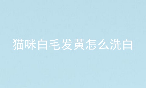 猫咪白毛发黄怎么洗白