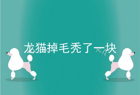 龙猫掉毛秃了一块