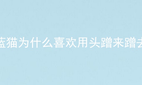蓝猫为什么喜欢用头蹭来蹭去
