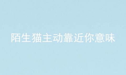 陌生猫主动靠近你意味