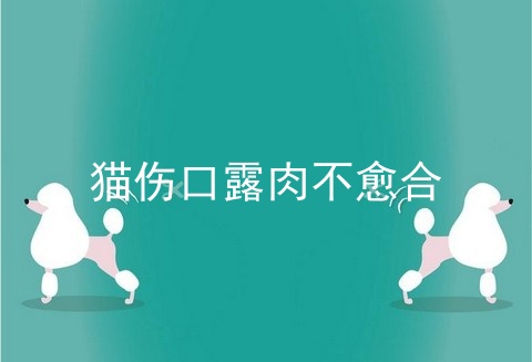 猫伤口露肉不愈合