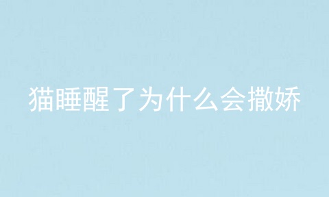 猫睡醒了为什么会撒娇