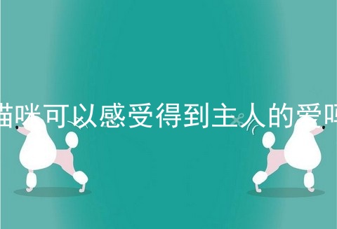 猫咪可以感受得到主人的爱吗