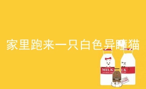 家里跑来一只白色异瞳猫