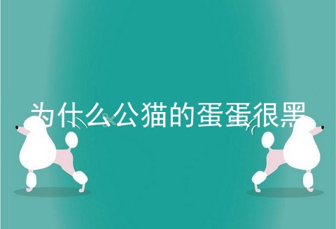 为什么公猫的蛋蛋很黑