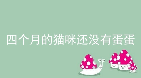 四个月的猫咪还没有蛋蛋