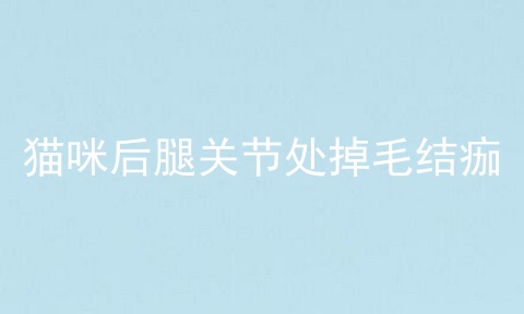 猫咪后腿关节处掉毛结痂