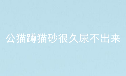 公猫蹲猫砂很久尿不出来