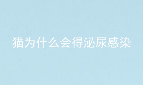 猫为什么会得泌尿感染