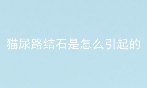 猫尿路结石是怎么引起的
