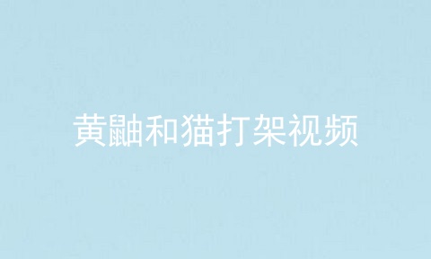 黄鼬和猫打架视频