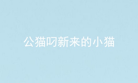 公猫叼新来的小猫